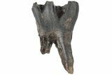 Fossil Woolly Rhino (Coelodonta) Tooth - Siberia #210653-1